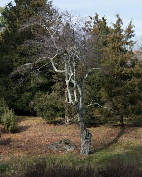 Amelanchier arborea