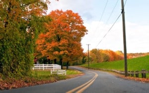 Autumn maple tree colors in Connecticut