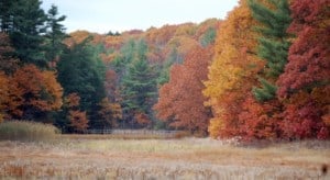 Beeach and Oak trees changing color in Stroudwater Maine