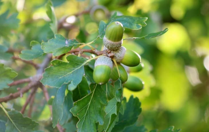 Bur Oak acorns