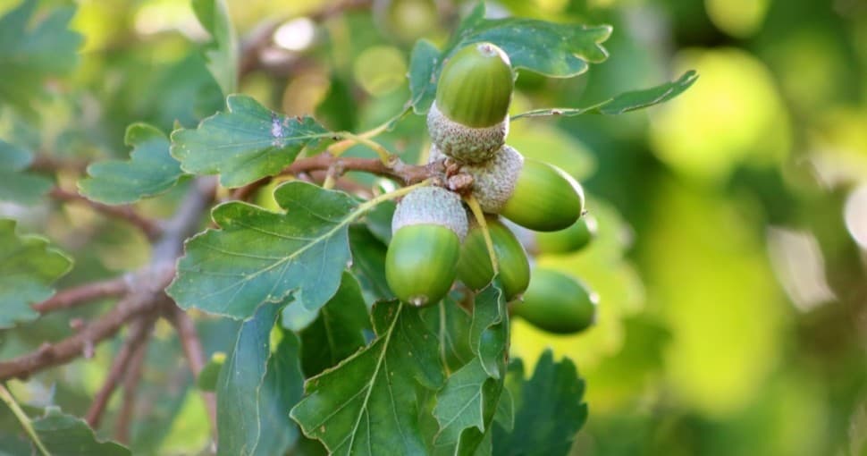 Bur Oak acorns
