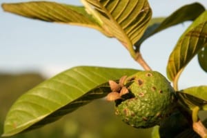 Guava growing on a tree