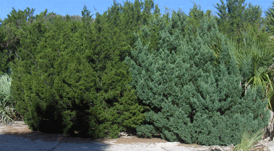 Juniperus virginiana silicicola