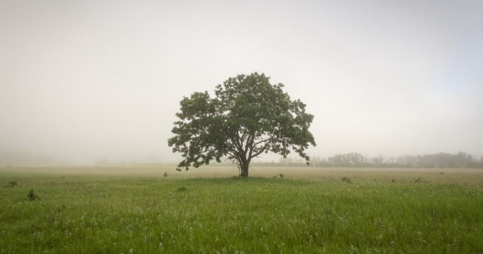 Lone Oak tree in Minnesota