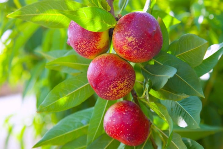 Nectarine fruit on tree