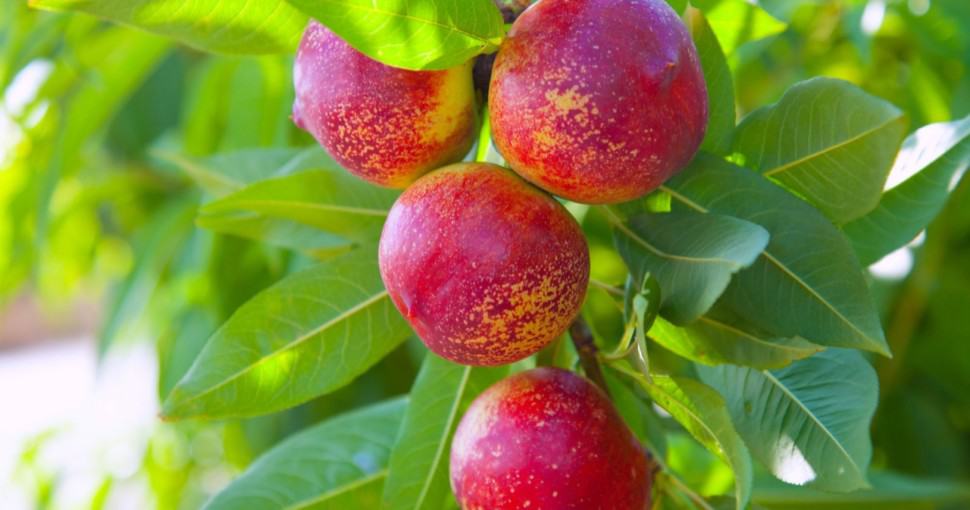 Nectarine fruit on tree