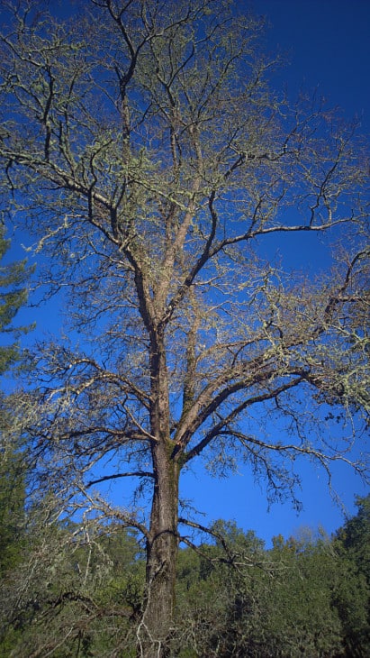 Quercus lobata