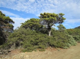 Sargent Cypress Cupressus sargentii