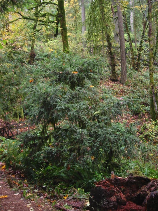Taxus brevifolia