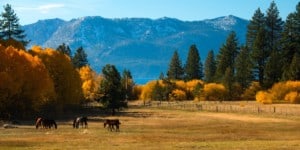 Trees in a field with a mountain range in the background Lake Tahoe California USA