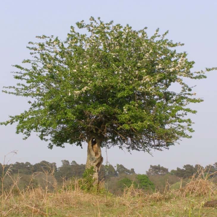 crabapple tree