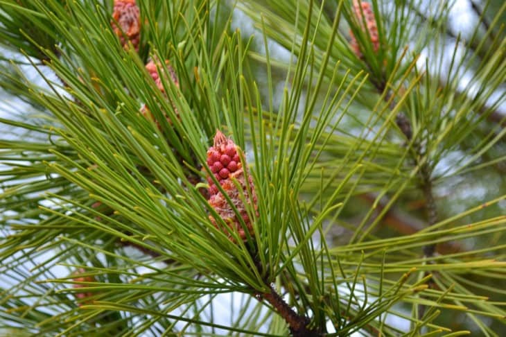 Maritime pine (pinus pinaster)