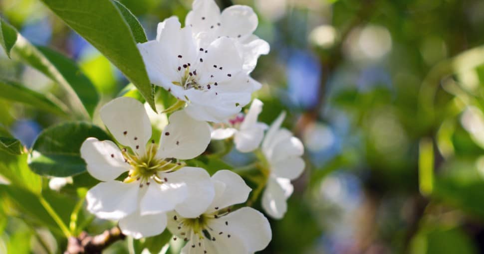 pear blossoms in spring