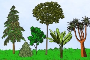 various trees