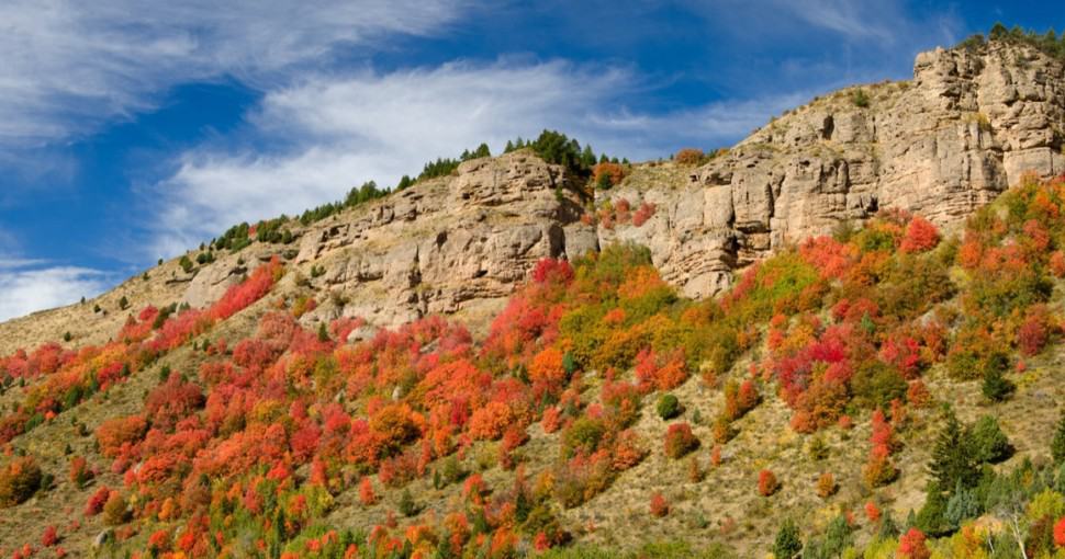 Autumn maples and cliffs Targhee National Forest Idaho