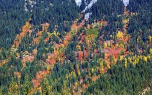 Fall Colors on the Mountain Side Stevens Pass Leavenworth Washington