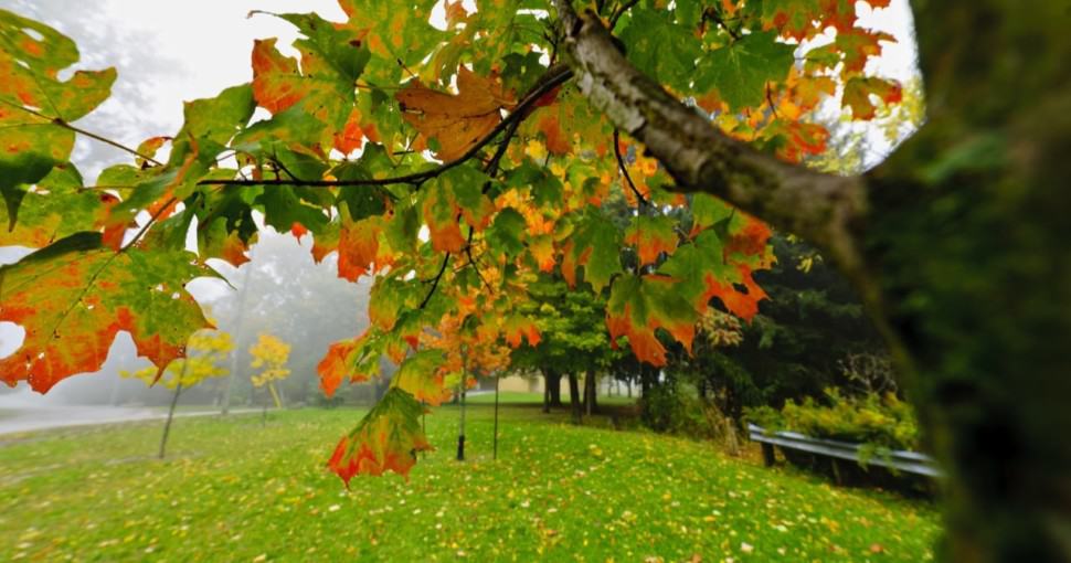 Fall maple tree in foggy park in Oklahoma