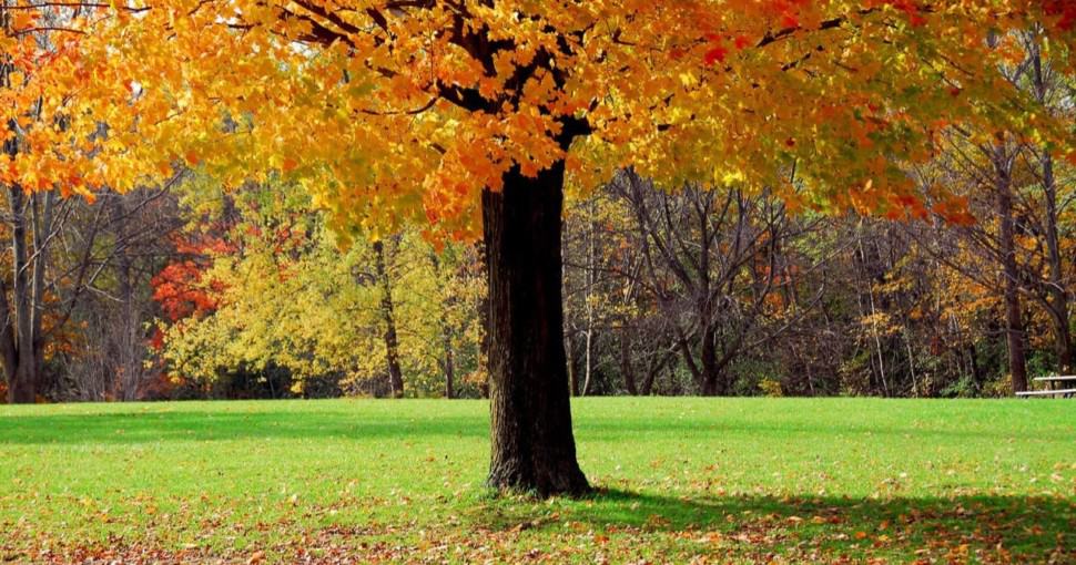 Maple trees in Kansas