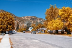 Maple trees near Glendale Utah in autumn.