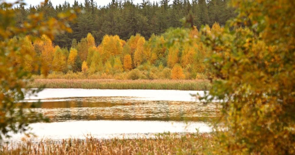 Marshlands and Aspen trees in fall Saskatchewan Canada