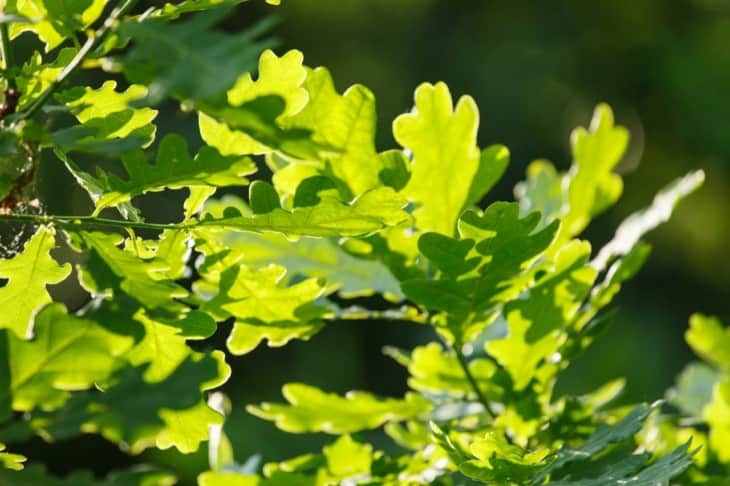 8 Wonderful Types of Oak Trees in Wisconsin - ProGardenTips