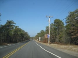 Pine trees along County Route 539 in New Jersey