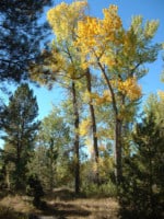 19 Most Common Trees in Colorado - ProGardenTips