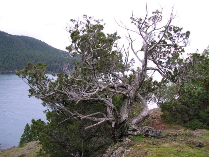 Rocky Mountain Juniper juniperus scopulorum