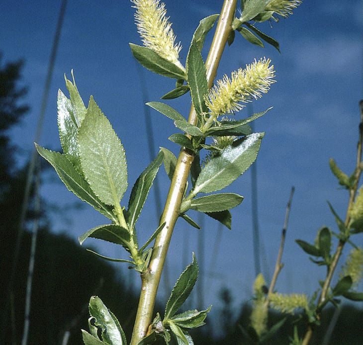 Salix lucida