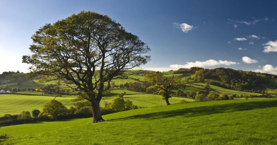 The English oak tree stand solitary in the countryside
