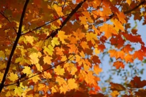 Types Of Maple Trees In Ontario