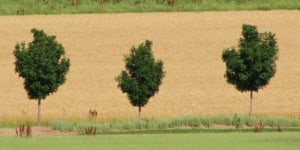 Wheat field with maple trees in Buffalo County Nebraska