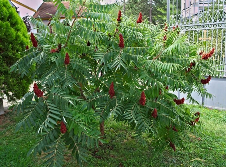 sumac tree (rhus) with big red flowers in garden