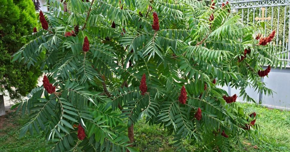 sumac tree (rhus) with big red flowers in garden
