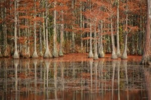Bald Cypress trees in a South Carolina State Park lake