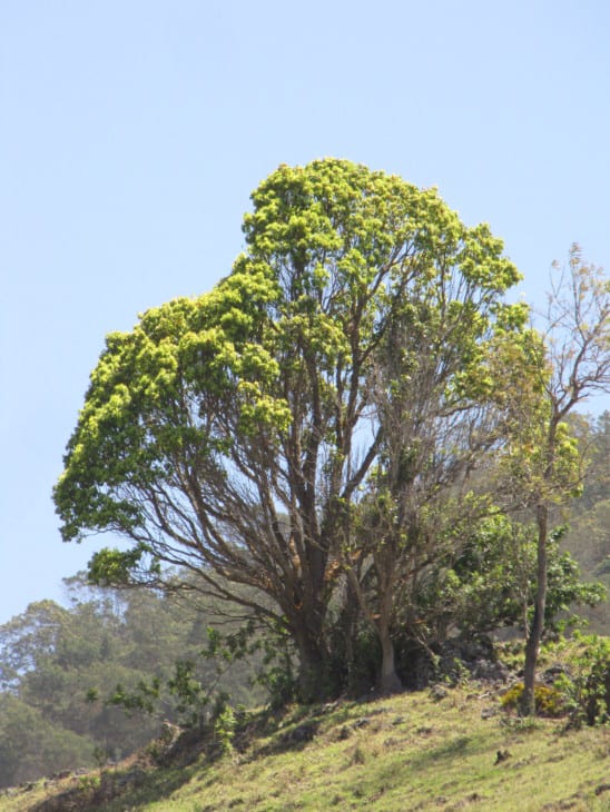 Cinnamomum camphora Camphor tree