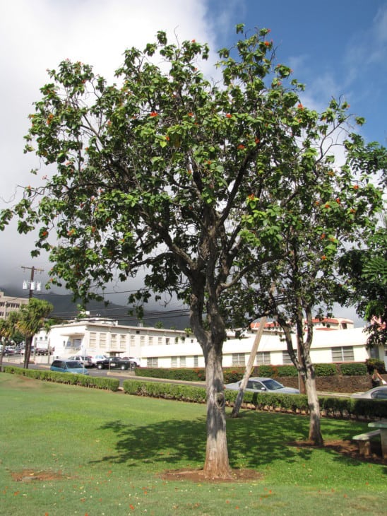 Cordia sebestena Geiger tree