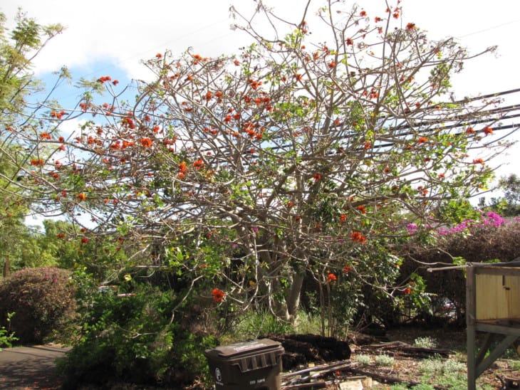 Erythrina caffra Coastal coral tree