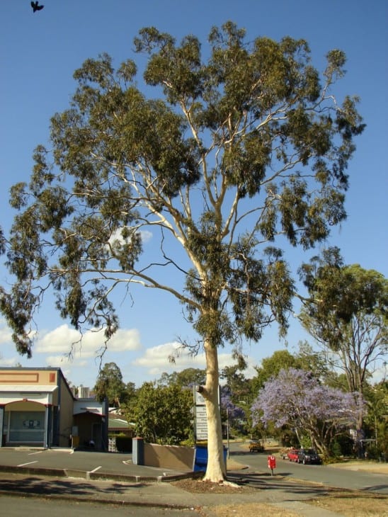 Eucalyptus citriodora Lemon Scented Gum