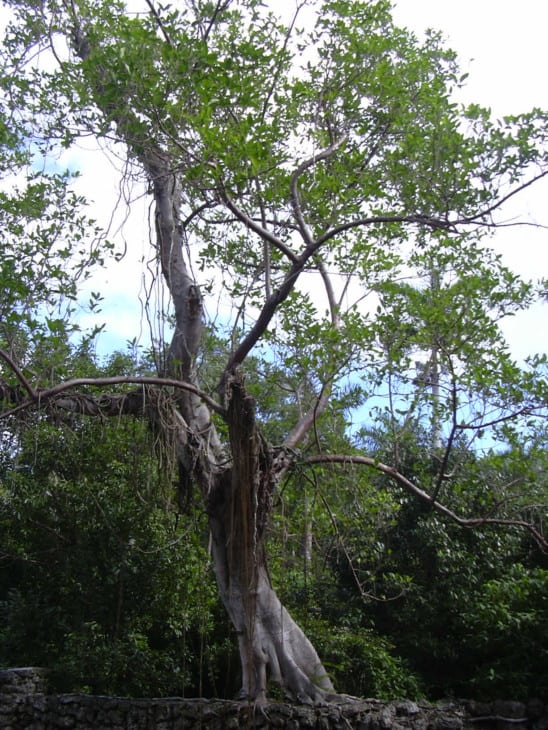 Ficus aurea Florida strangler fig