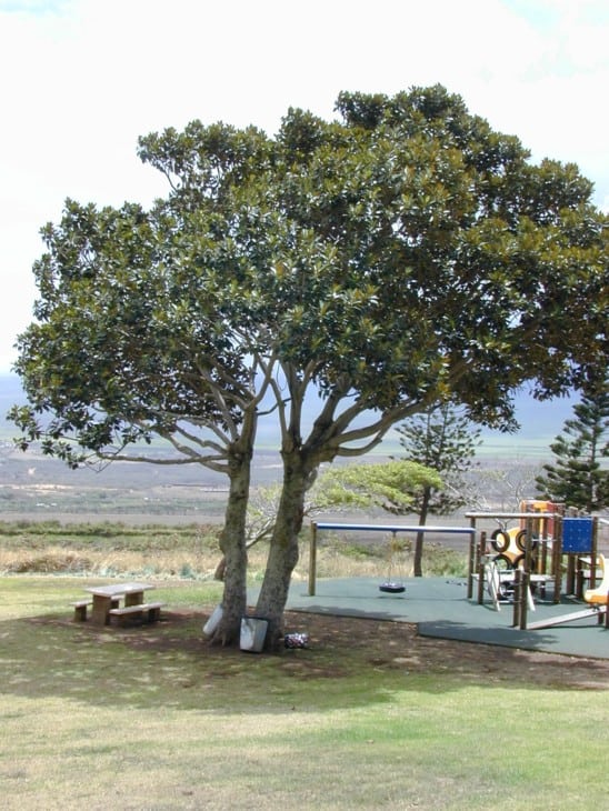 Ficus macrophylla Moreton Bay fig