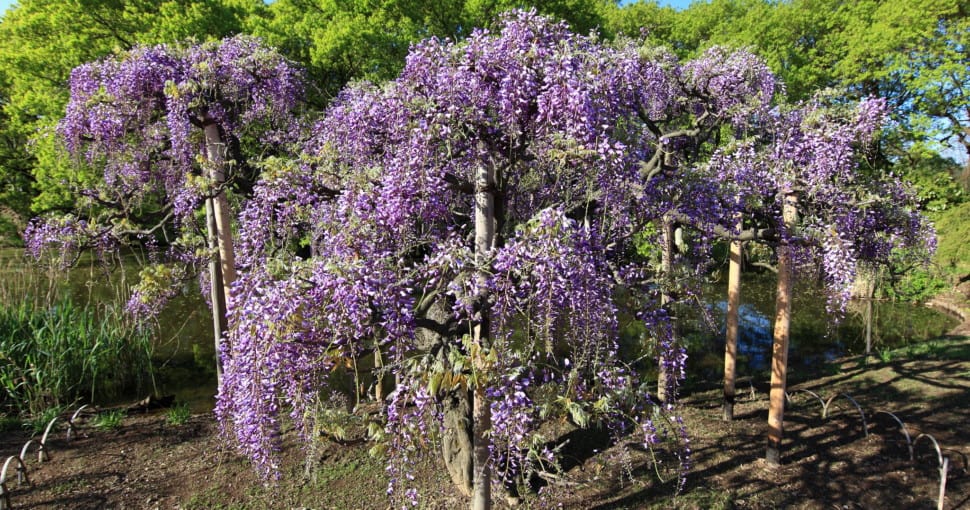 Japanese wisteria Wisteria floribunda