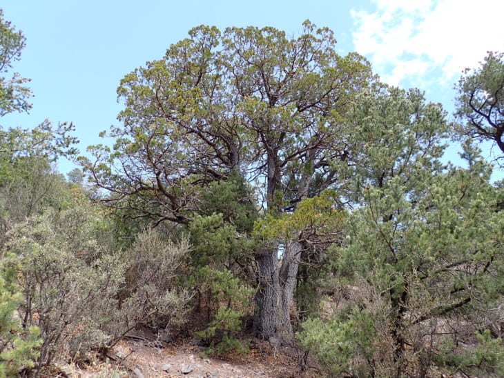 Juniperus deppeana alligator juniper
