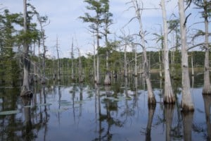 Line of trees growing within a Louisana bayou