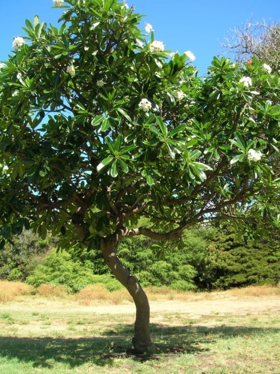 Plumeria obtusa Plumeria