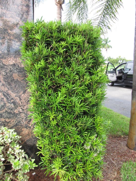 Podocarpus macrophyllus Yew pine Japanese yew
