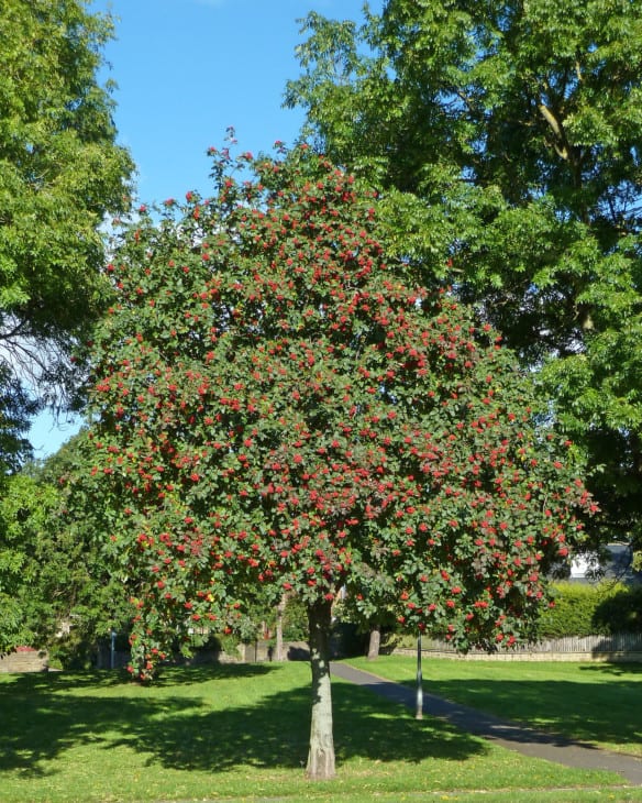 Rowan Tree