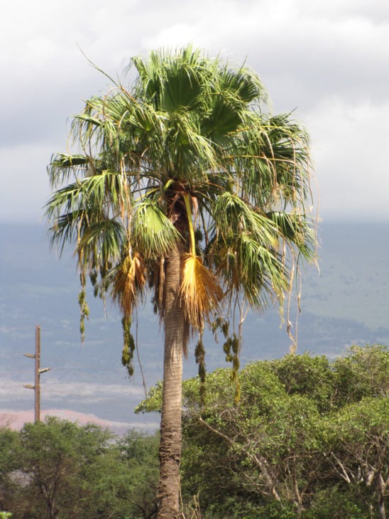 Washingtonia robusta Mexican fan palm