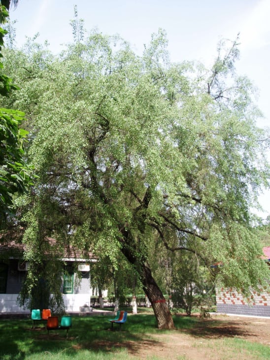 Winterberry euonymus tree