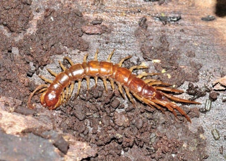 A centipede perched on a wooden log